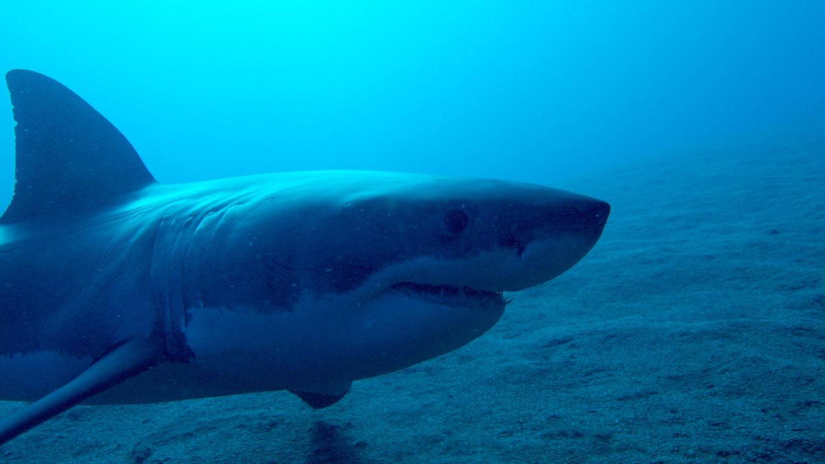 shark week