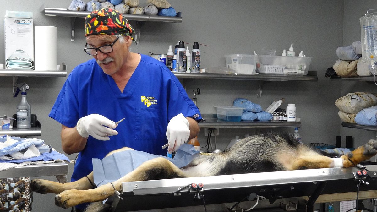 tierarzt dr. jeff