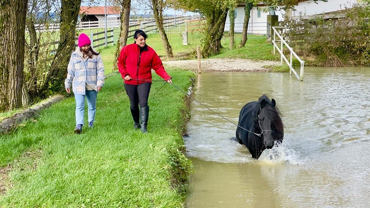 anna und die haustiere