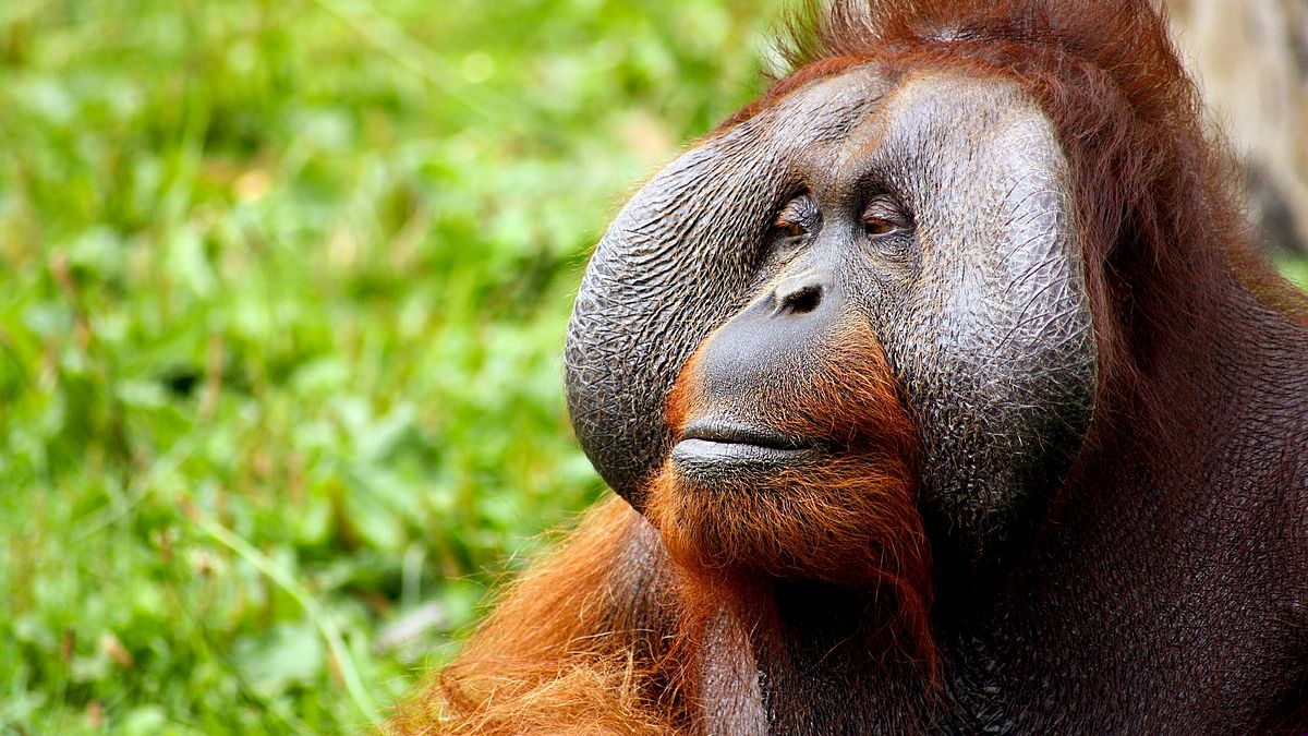die zaubertricks der tiere