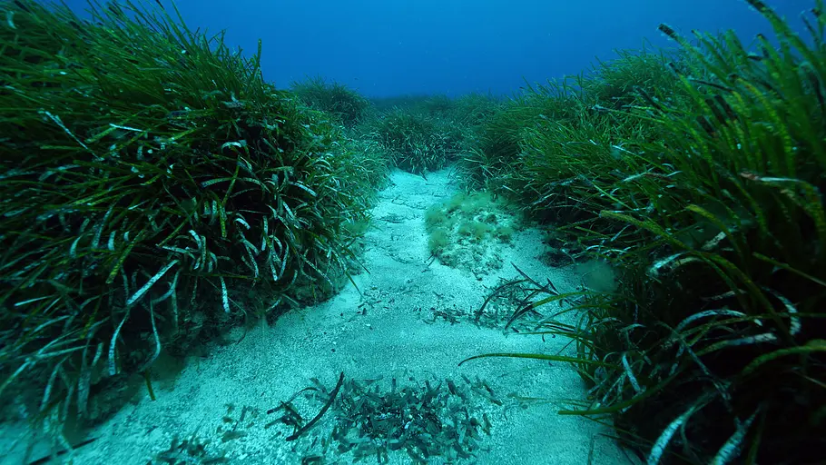 wunderwelt seegraswiesen - klimaretter, kinderstube, küstenschutz