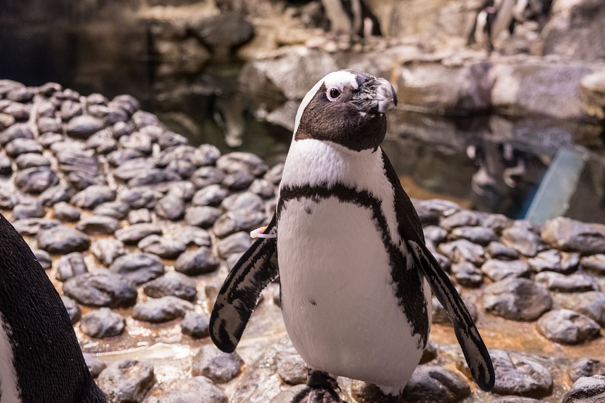 Das Atlanta-Aquarium das atlanta-aquarium