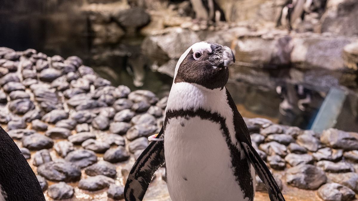 das atlanta-aquarium