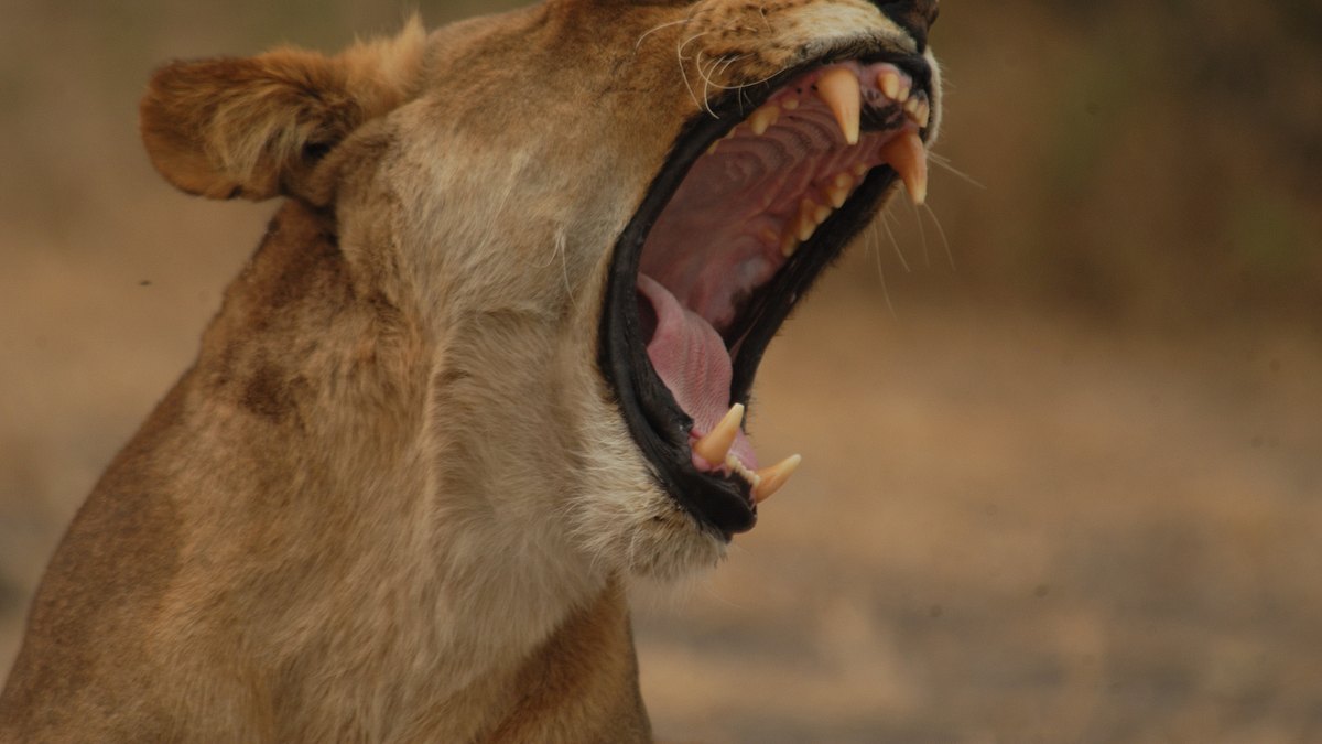 afrikas tödlichste jäger