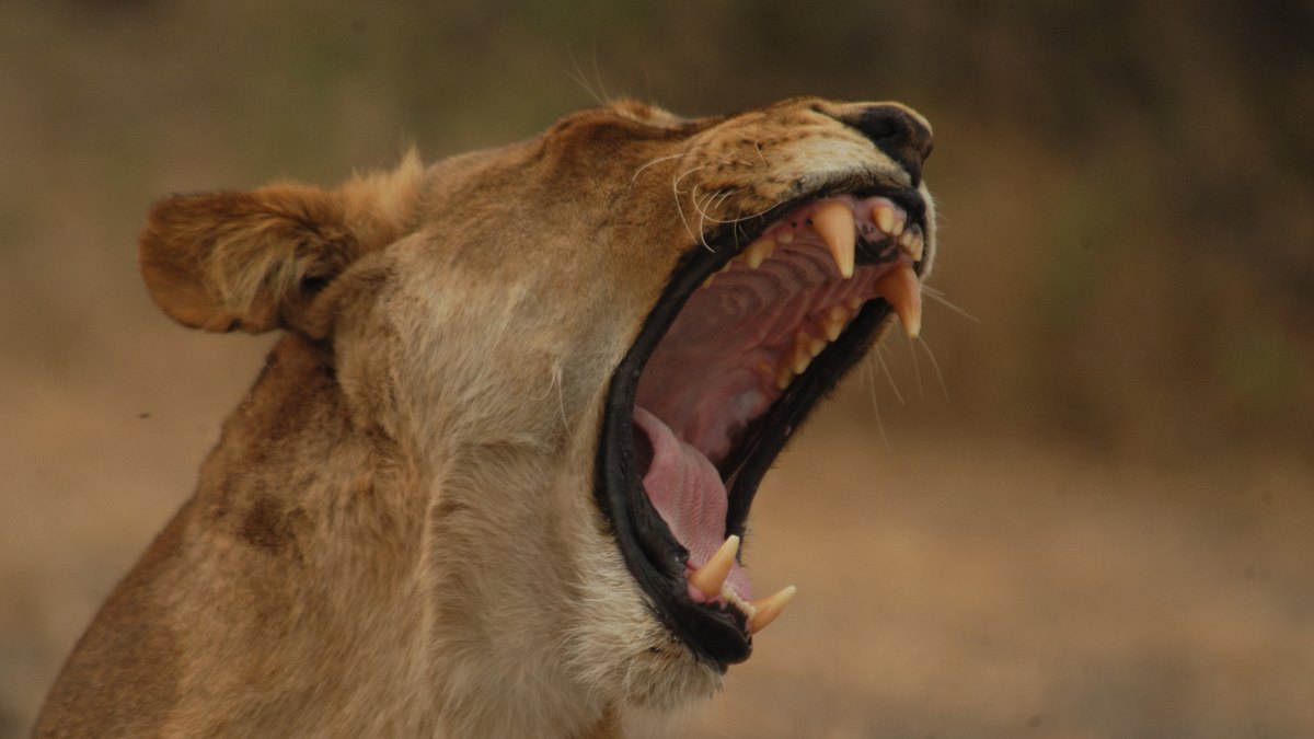 afrikas tödlichste jäger
