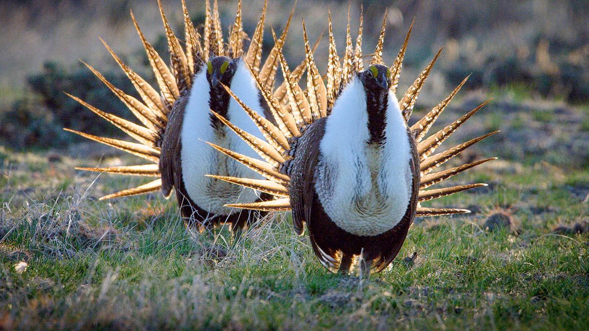 die prärie - rückkehr der wildnis