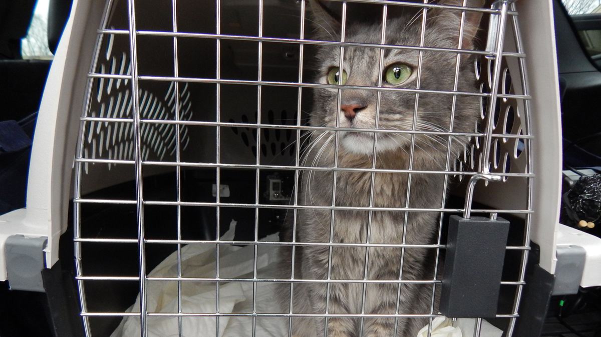 Der Katzenflüsterer der katzenflüsterer