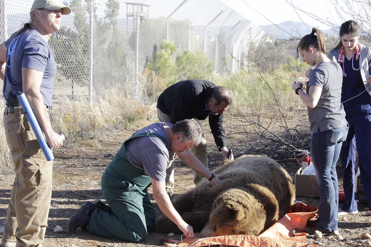 Dr. Ole: Tierarzt im Einsatz dr. ole: tierarzt im einsatz