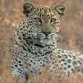 Malika jagt - Abenteuer einer Leopardin Thumbnail
