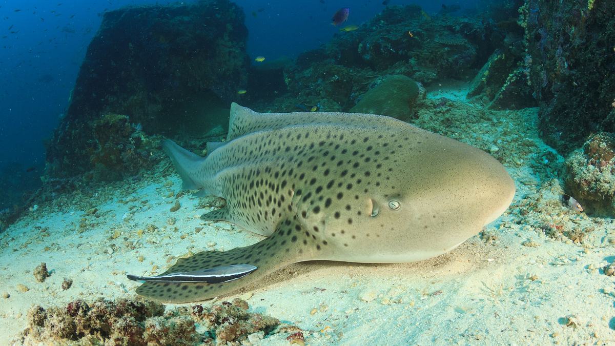 sharktopia - geheimnisse der raja ampat