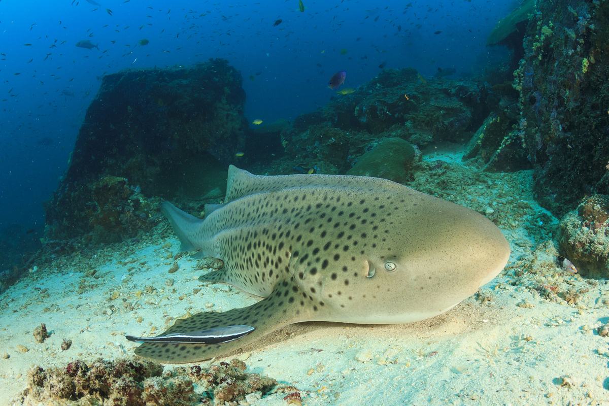 sharktopia - geheimnisse der raja ampat
