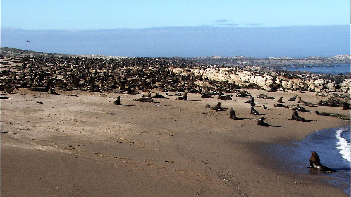 wildes afrika