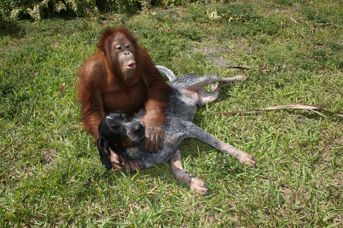 Tierische Freundschaften tierische freundschaften