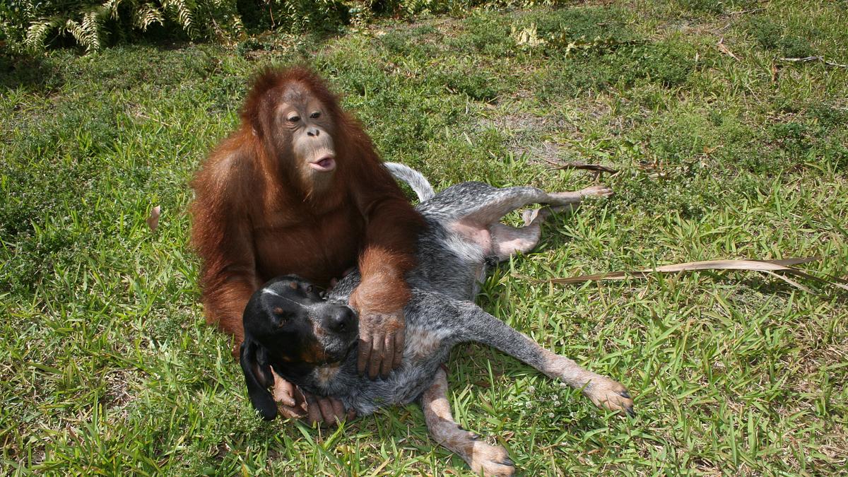 tierische freundschaften