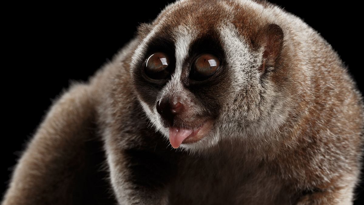 asiens tierische freaks