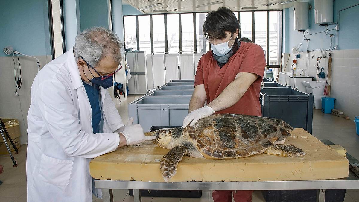 die schildkrötenretter der adria