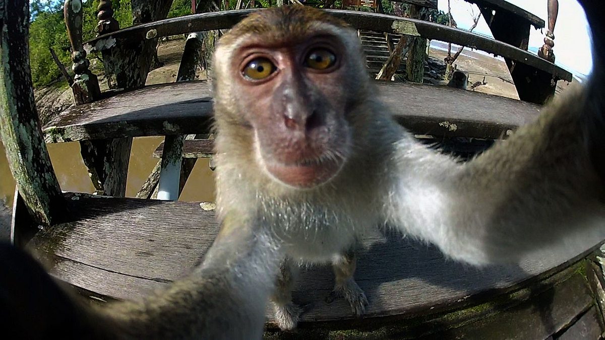 klick! tierische selfies