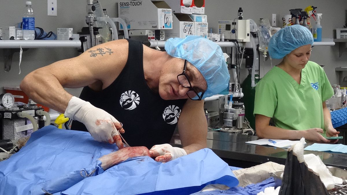 tierarzt dr. jeff