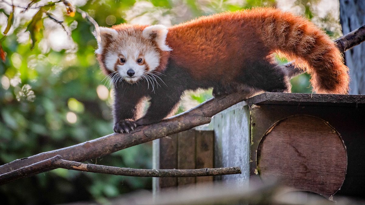 zoo und so - tierisch wild!