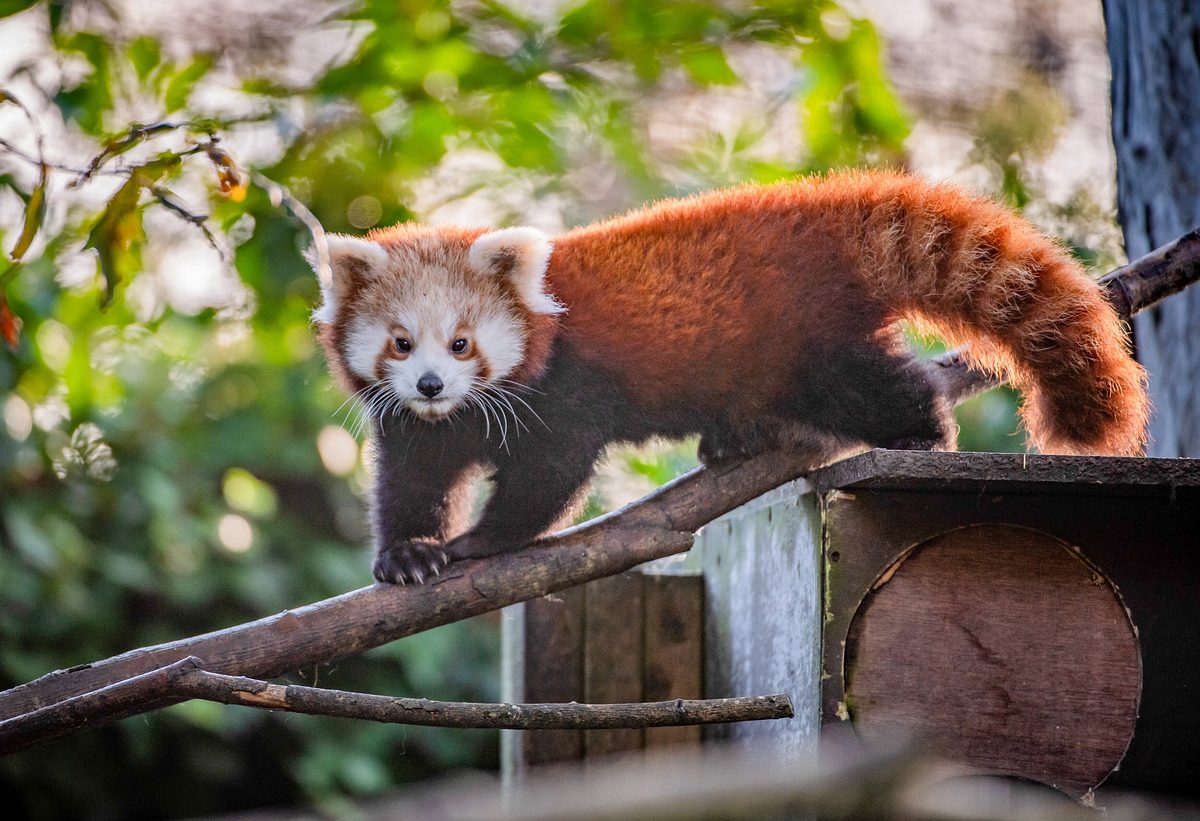 Zoo und so - Tierisch wild! zoo und so - tierisch wild!