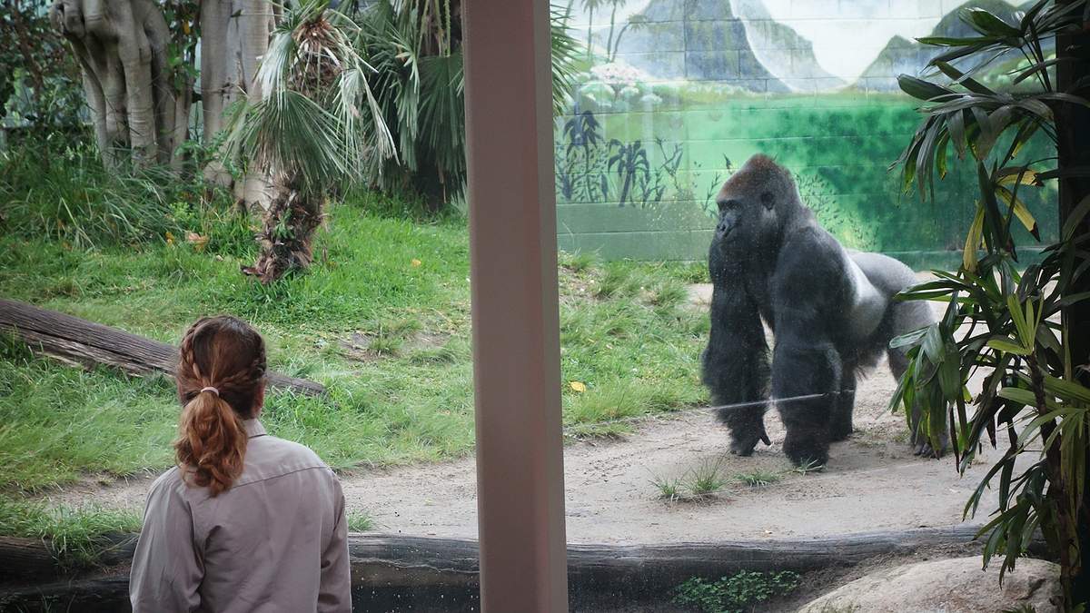 san diego zoo