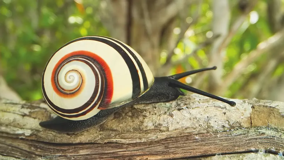 Das Leben in Farbe mit David Attenborough das leben in farbe mit david attenborough