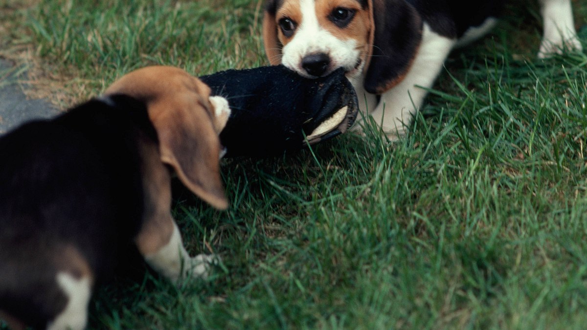 tierische freaks