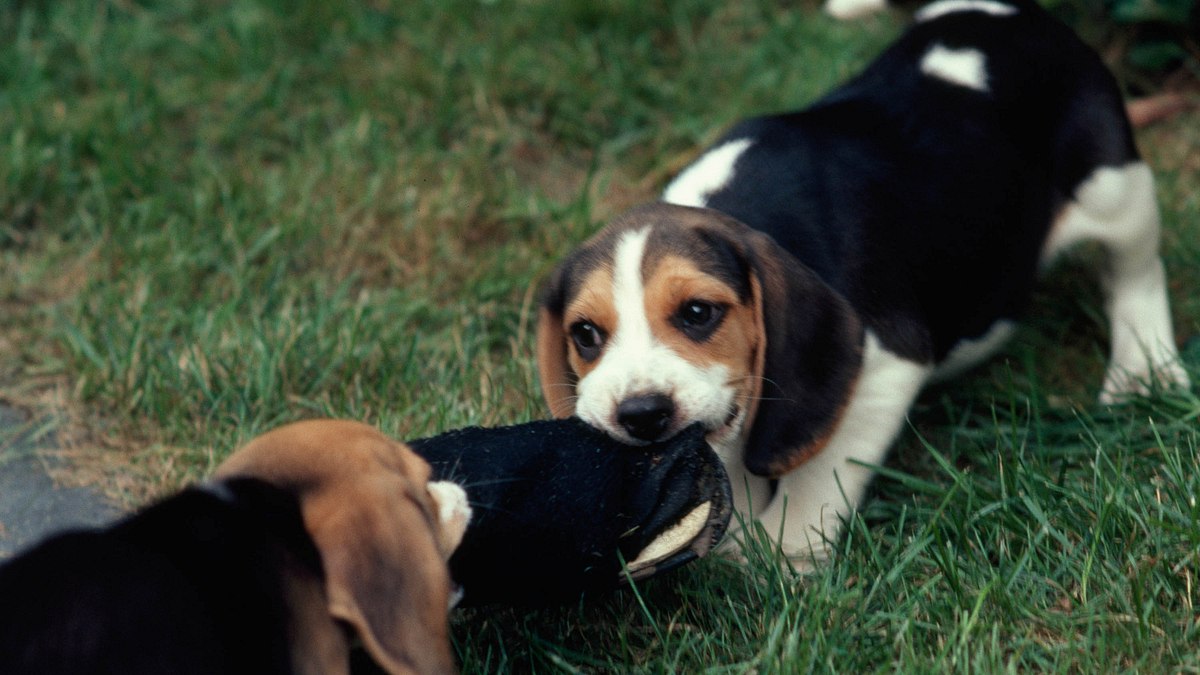 tierische freaks