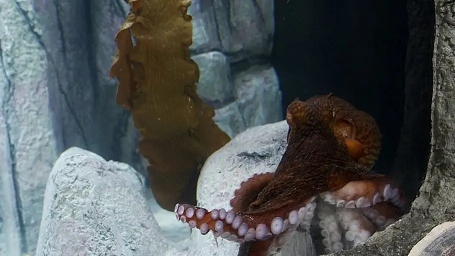 Fish Tank Kings - Gigantische Wasserwelten fish tank kings - gigantische wasserwelten