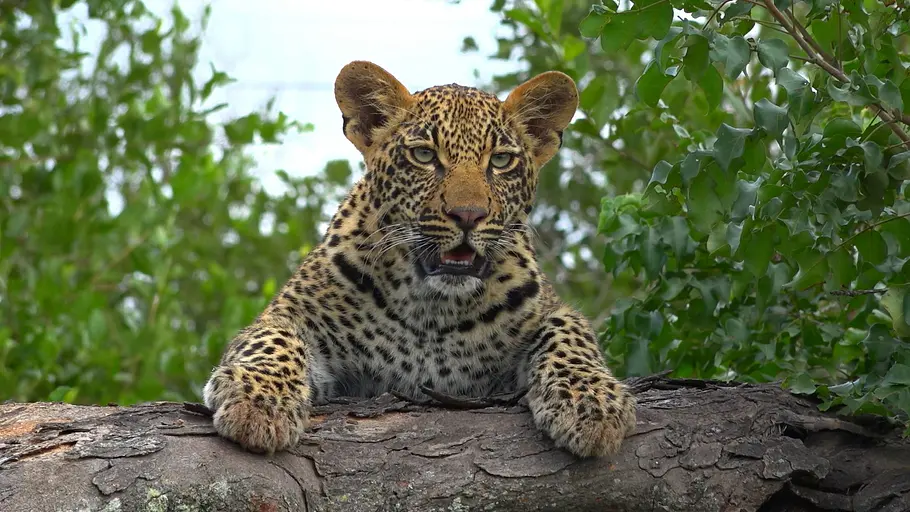 malika jagt - abenteuer einer leopardin