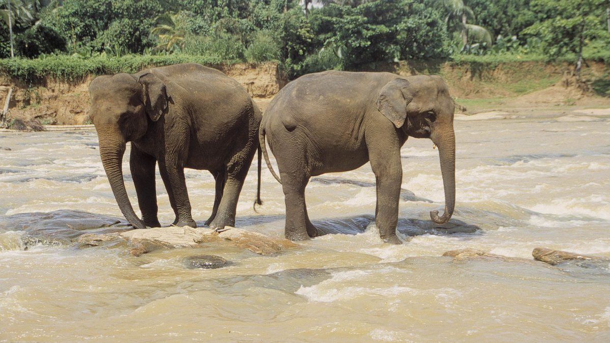 asiens geheime wildnis