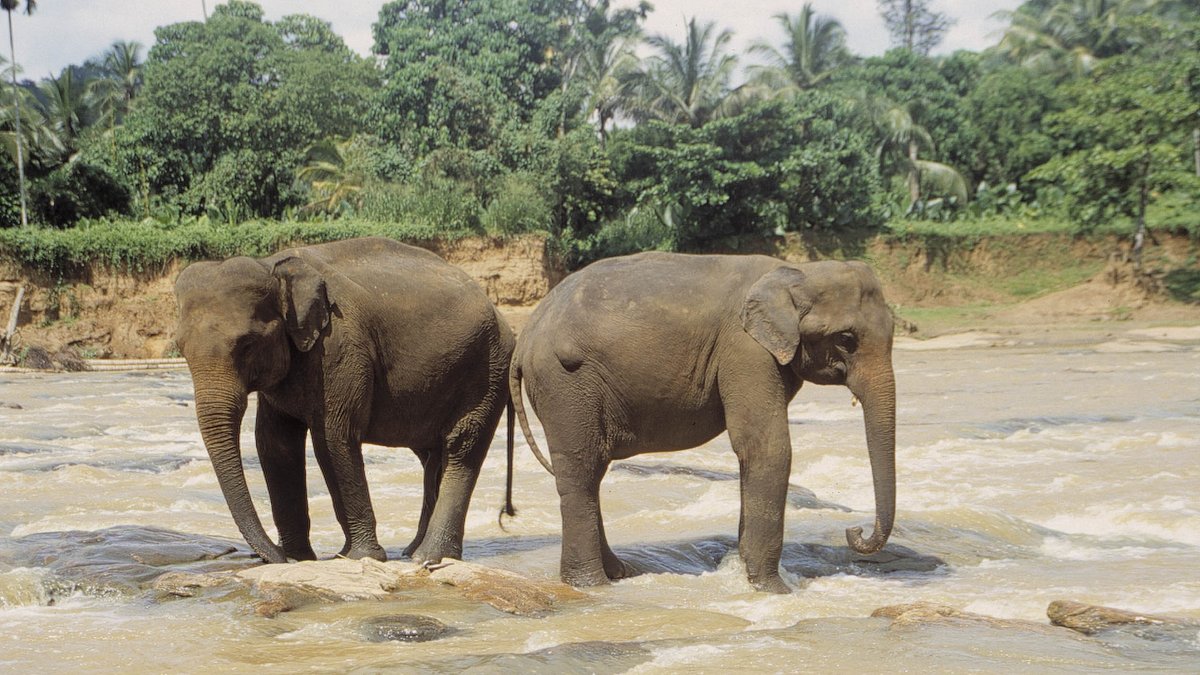 asiens geheime wildnis