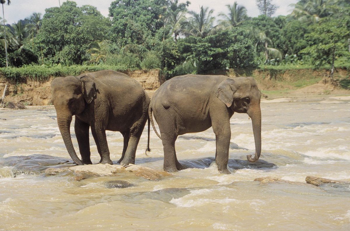 Asiens geheime Wildnis asiens geheime wildnis