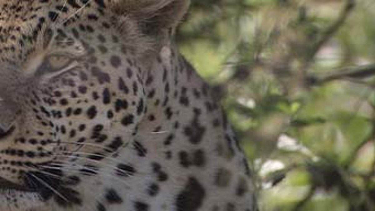 das waisenhaus für wilde tiere - abenteuer afrika
