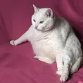 Die Tierärzte - Retter mit Herz Thumbnail