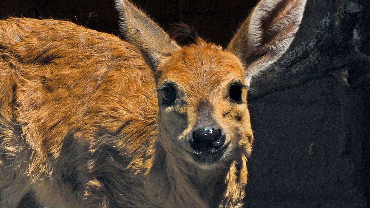 das waisenhaus für wilde tiere - abenteuer afrika
