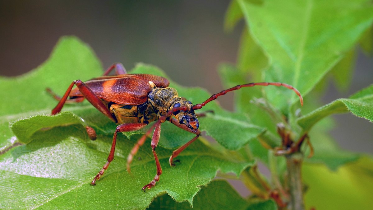 insekten - die heimlichen herrscher