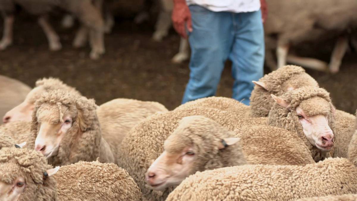 die superkräfte der tiere