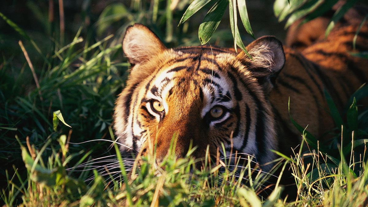 project c.a.t. - eine zukunft für tiger