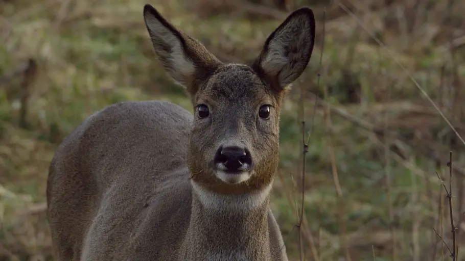 yorkshire: ein jahr in der wildnis