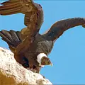 Leben am Limit - Die Tierwelt im Andenhochland Thumbnail