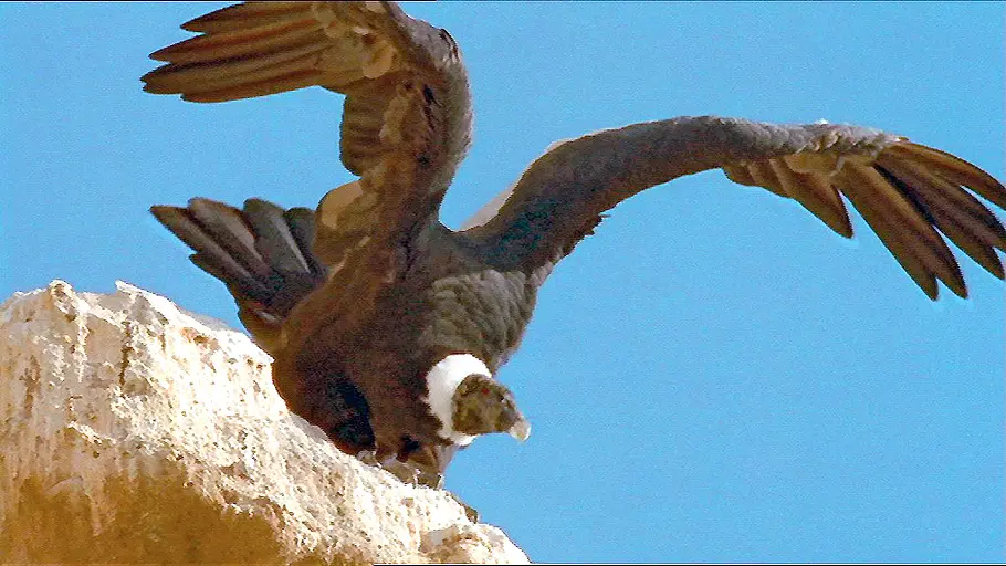 Leben am Limit - Die Tierwelt im Andenhochland leben am limit - die tierwelt im andenhochland