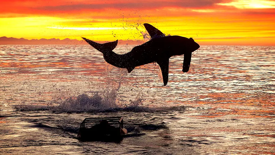 Air Jaws: Top Gun Sharks air jaws: top gun sharks