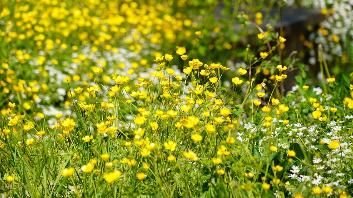 natur im garten