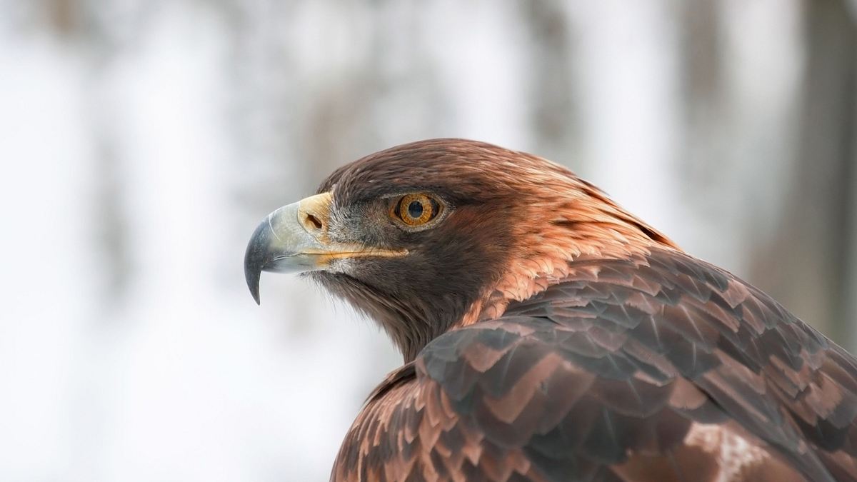 bronx zoo - tierpark der superlative