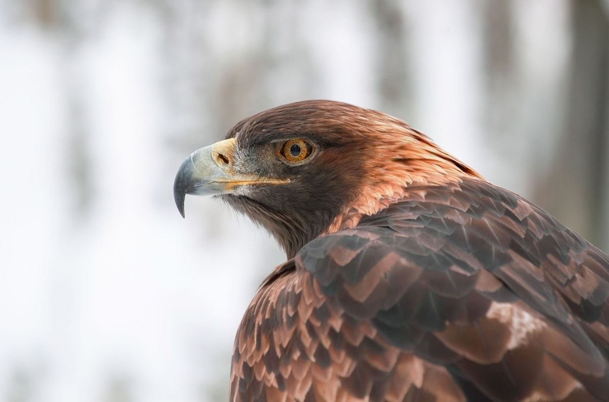 Bronx Zoo - Tierpark der Superlative bronx zoo - tierpark der superlative