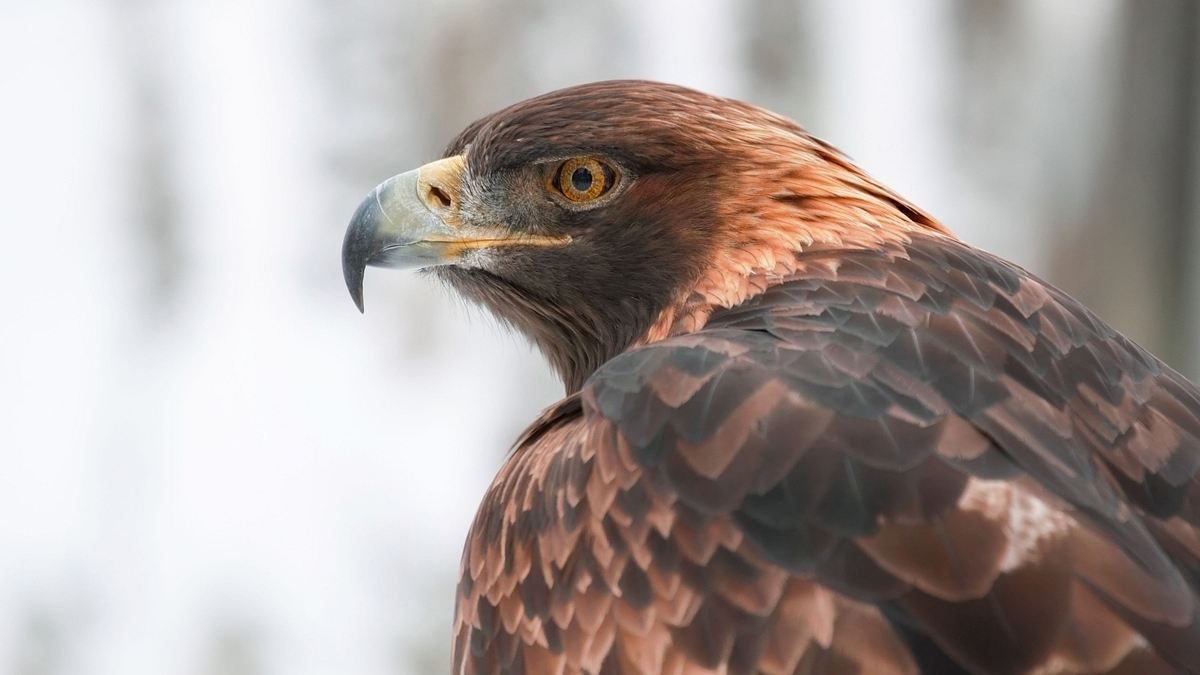 bronx zoo - tierpark der superlative