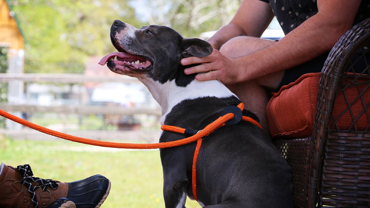 pitbulls auf bewährung