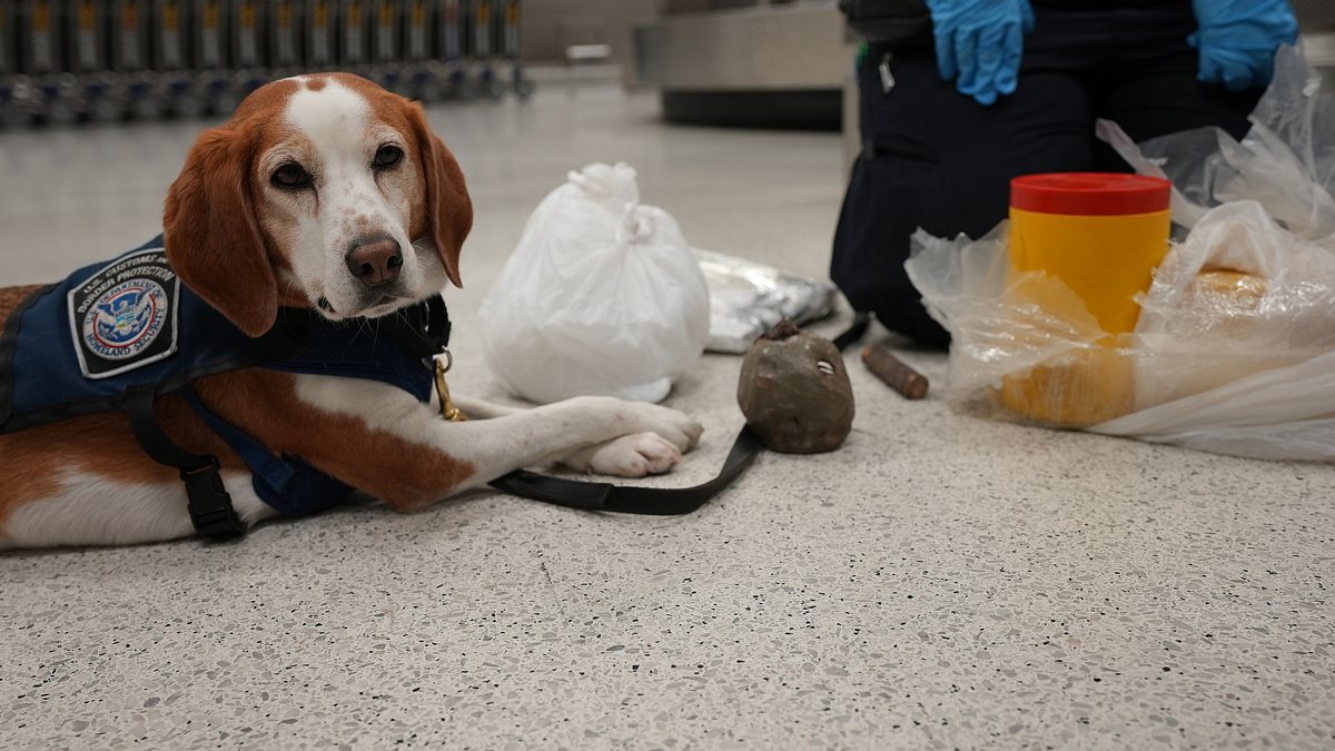 flughafen new york - kampf den schmugglern