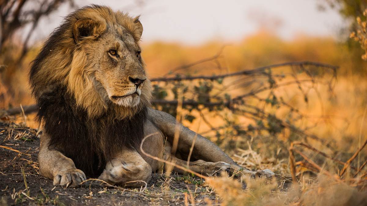 savage kingdom